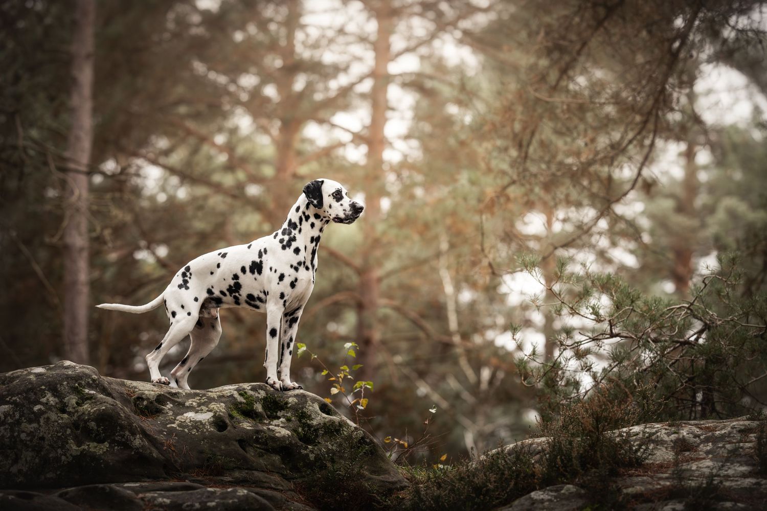 Spotted Dalmatian stands watchfully on forest rocks in golden sunlight.