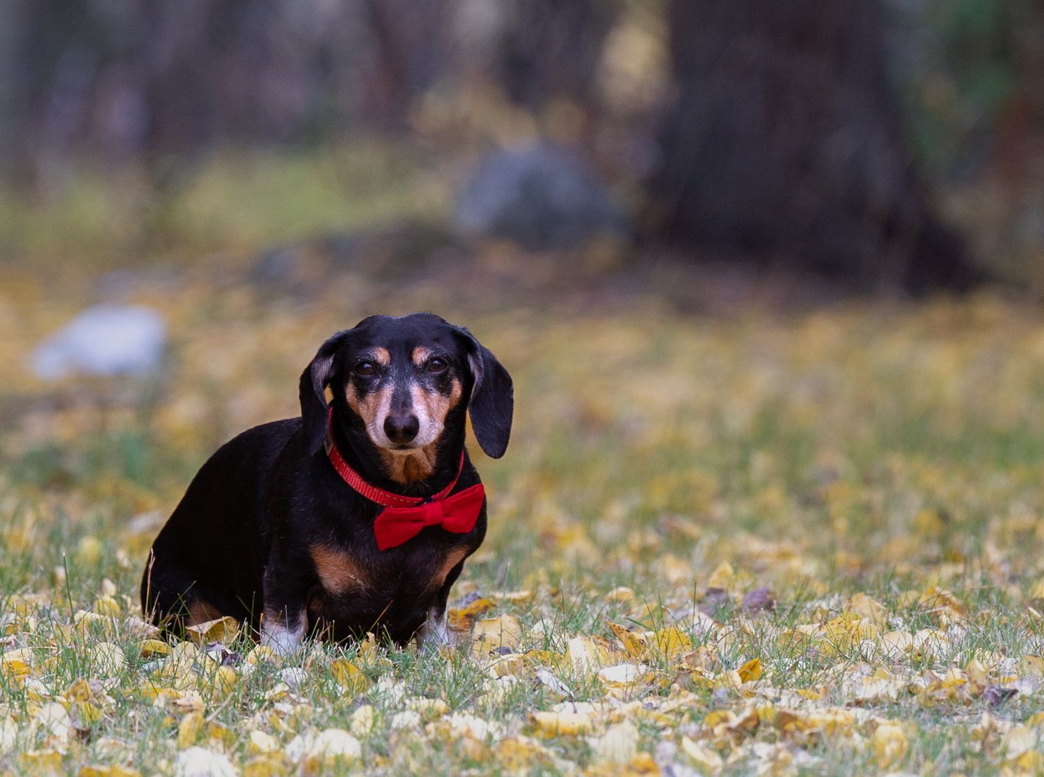 A black and brown dachshund wearing a red collar stands in a grassy field.