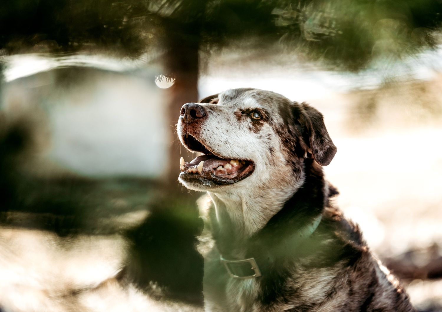 Close-up portrait of a gray pit bull mix dog with natural bokeh background.