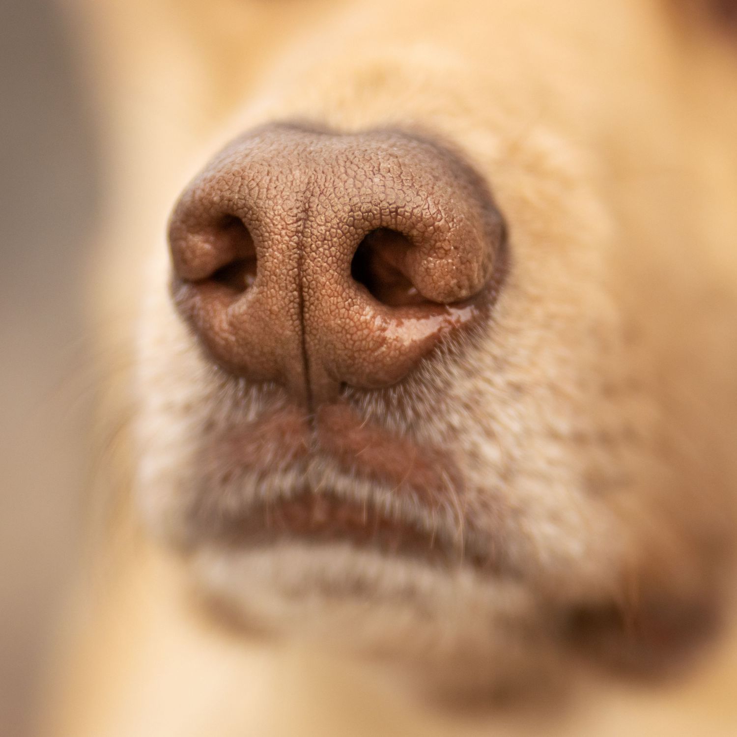 Close up of a white dog's face with piercing eyes looking directly at camera.
