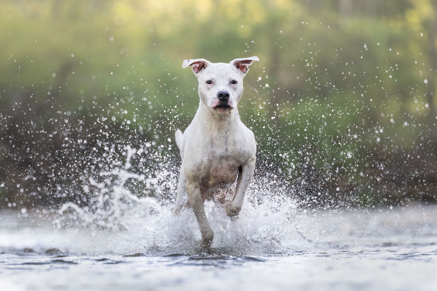 Close up of a white dog's face with piercing eyes looking directly at camera.