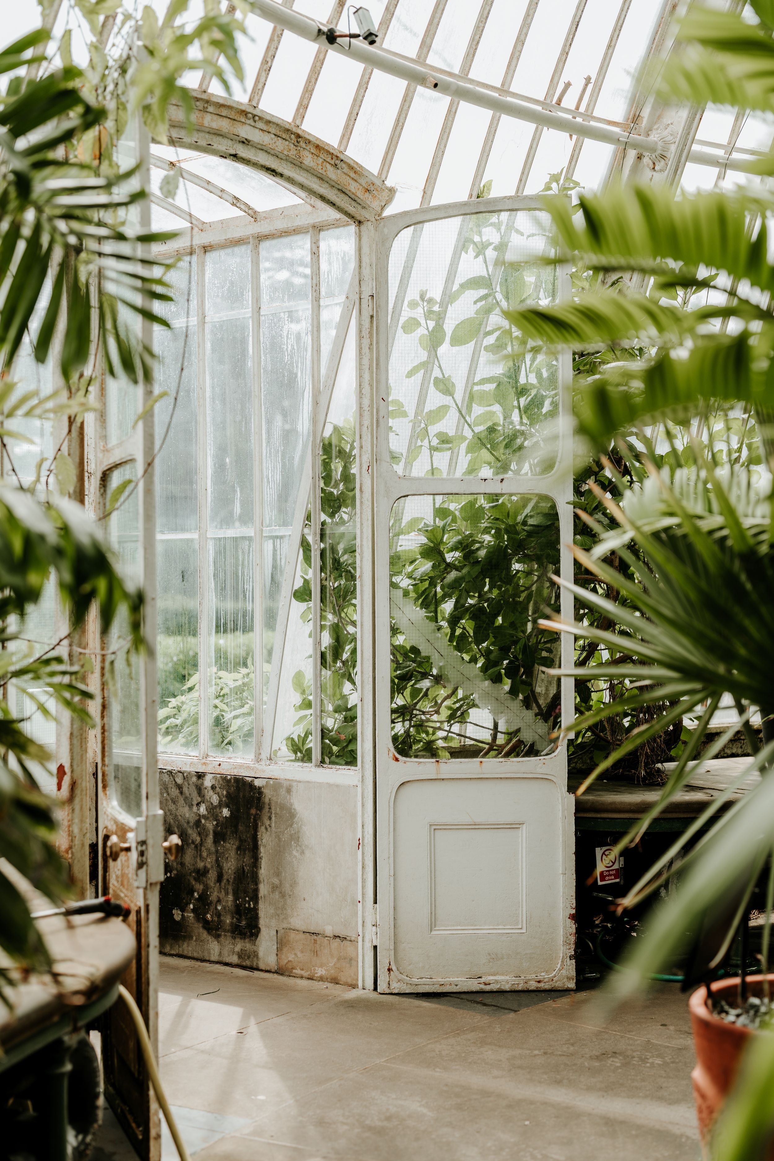 Interior of a Victorian-style greenhouse with palm fronds and white doors.