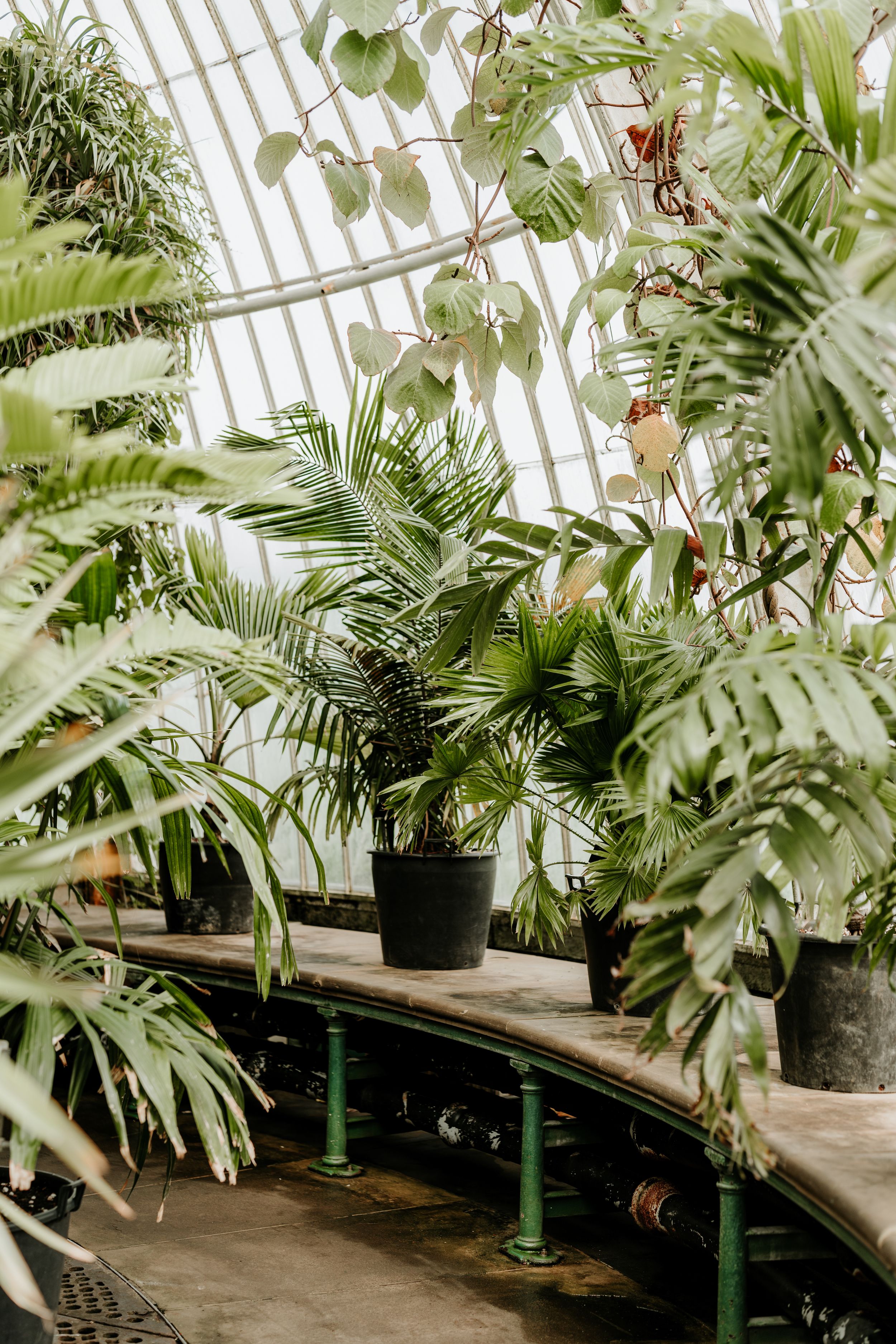 Lush tropical plants and palm fronds in a glass greenhouse conservatory with curved stone benches and green metal supports.