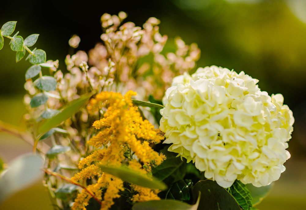 White hydrangea and golden goldenrod flowers in a soft focus floral arrangement.