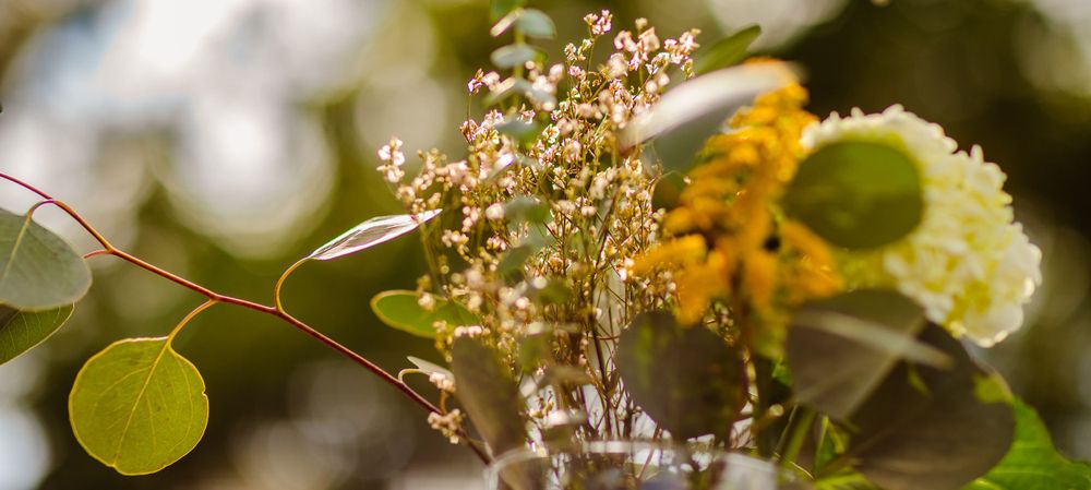 Delicate white and yellow wildflowers with round green leaves in soft natural sunlight.