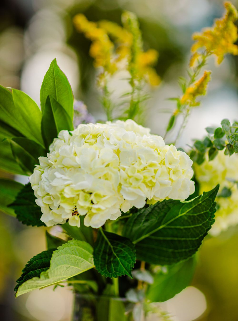 A beautiful white hydrangea flower bloom with green leaves against a soft blurred background.