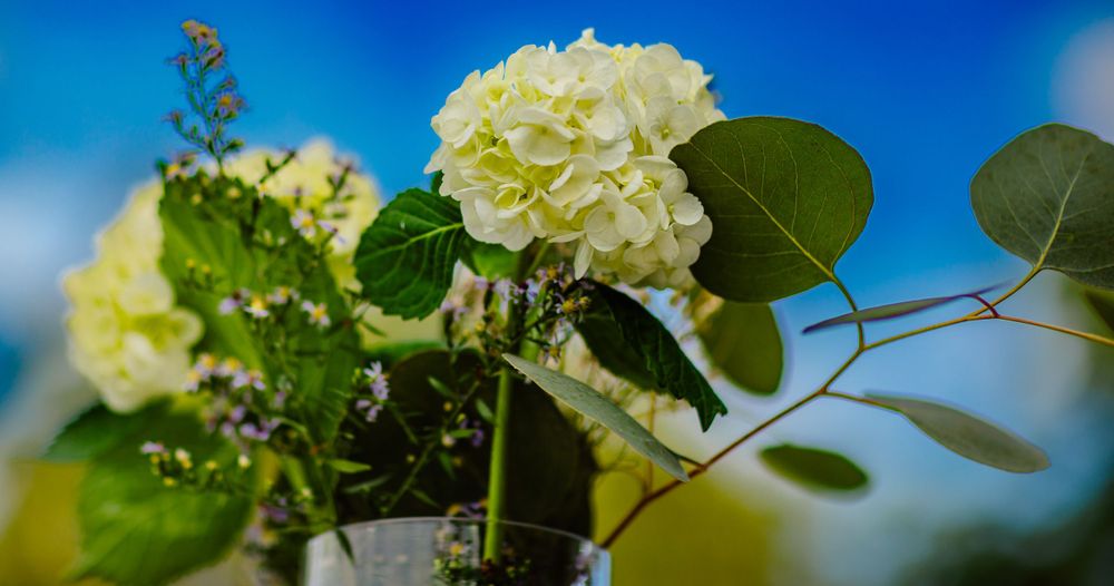 White hydrangea flowers with green leaves against a bright blue sky background.