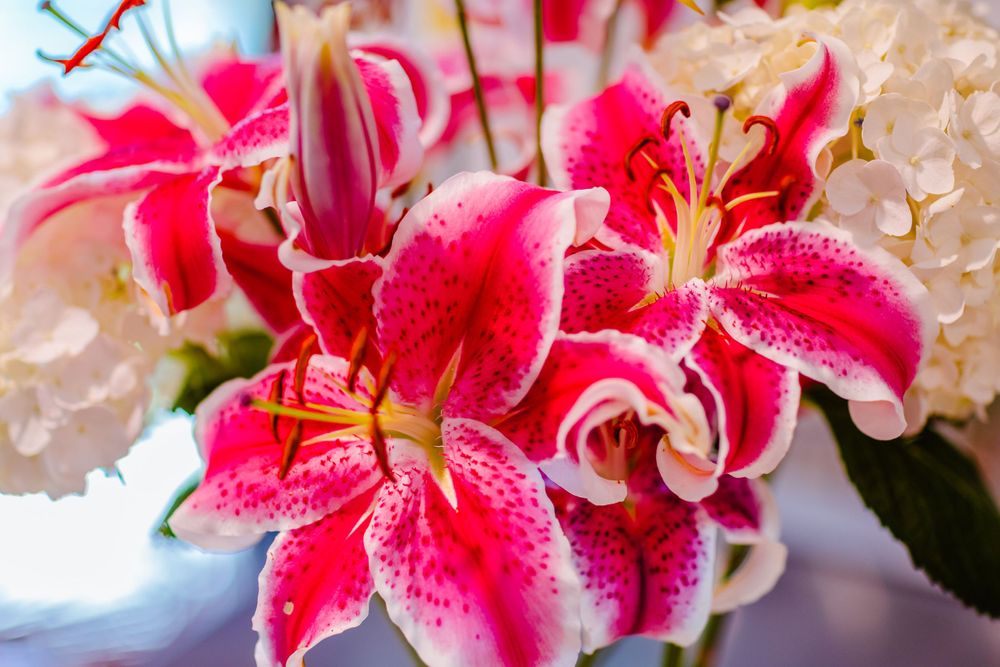 Vibrant pink stargazer lilies with white edges on petals and visible stamens in a close-up floral arrangement.