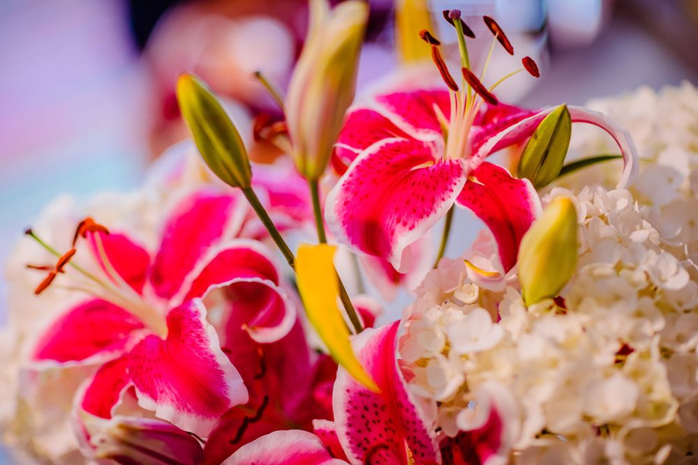 Vibrant pink stargazer lilies and white hydrangeas in a closeup floral arrangement.