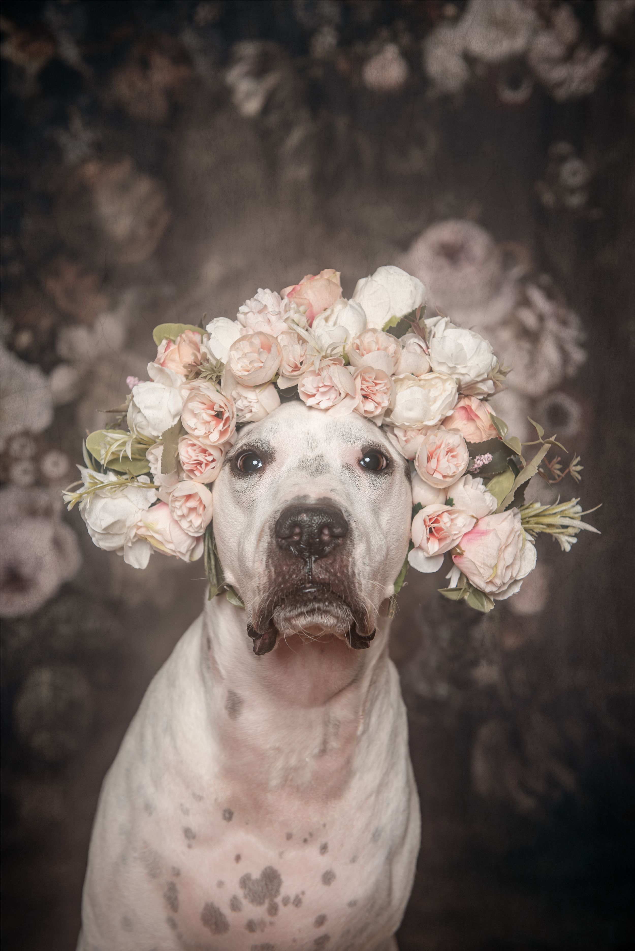 Smiling white pit bull adorned with delicate pink flower crown.