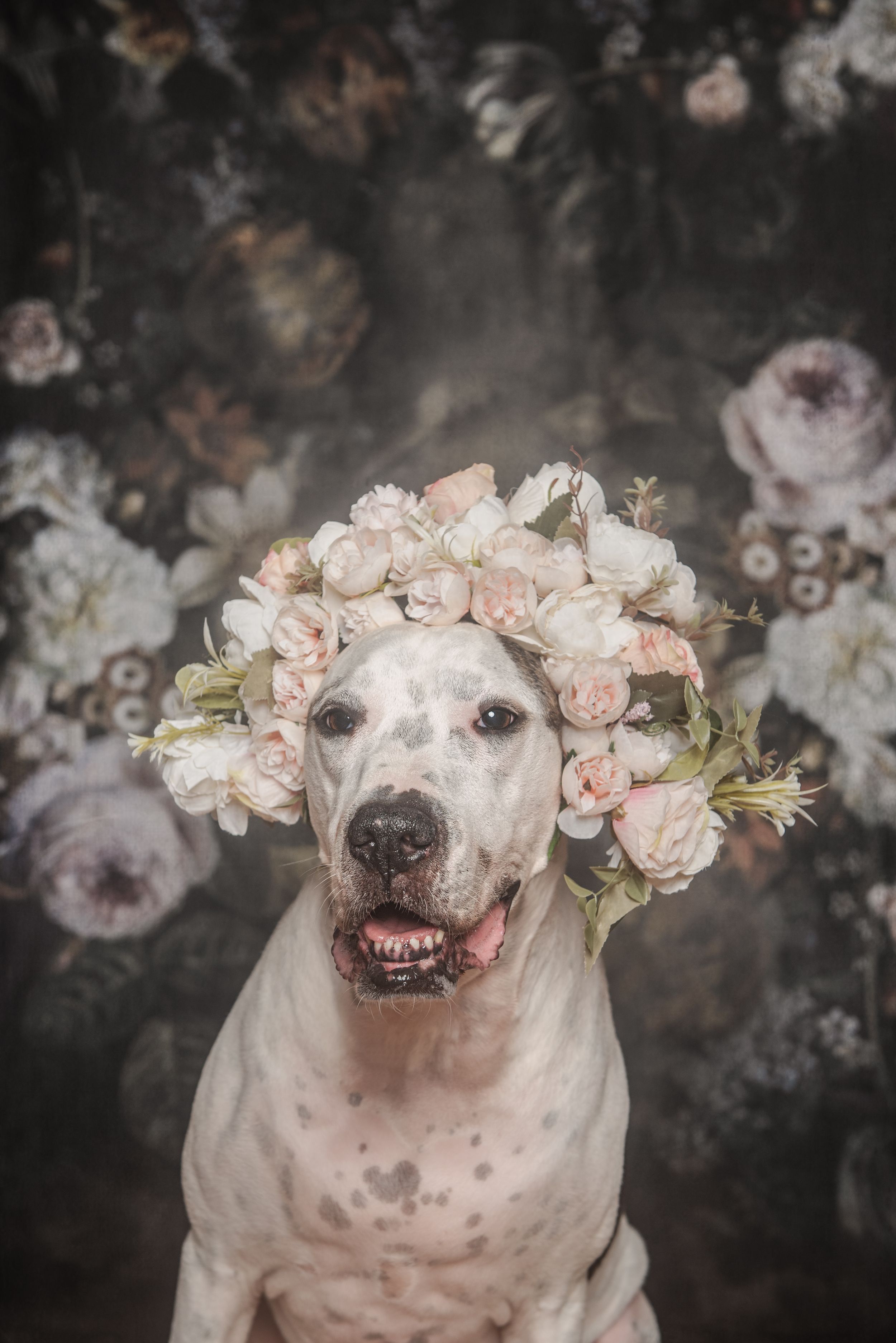 White pit bull wearing floral crown of pink roses against dark backdrop.