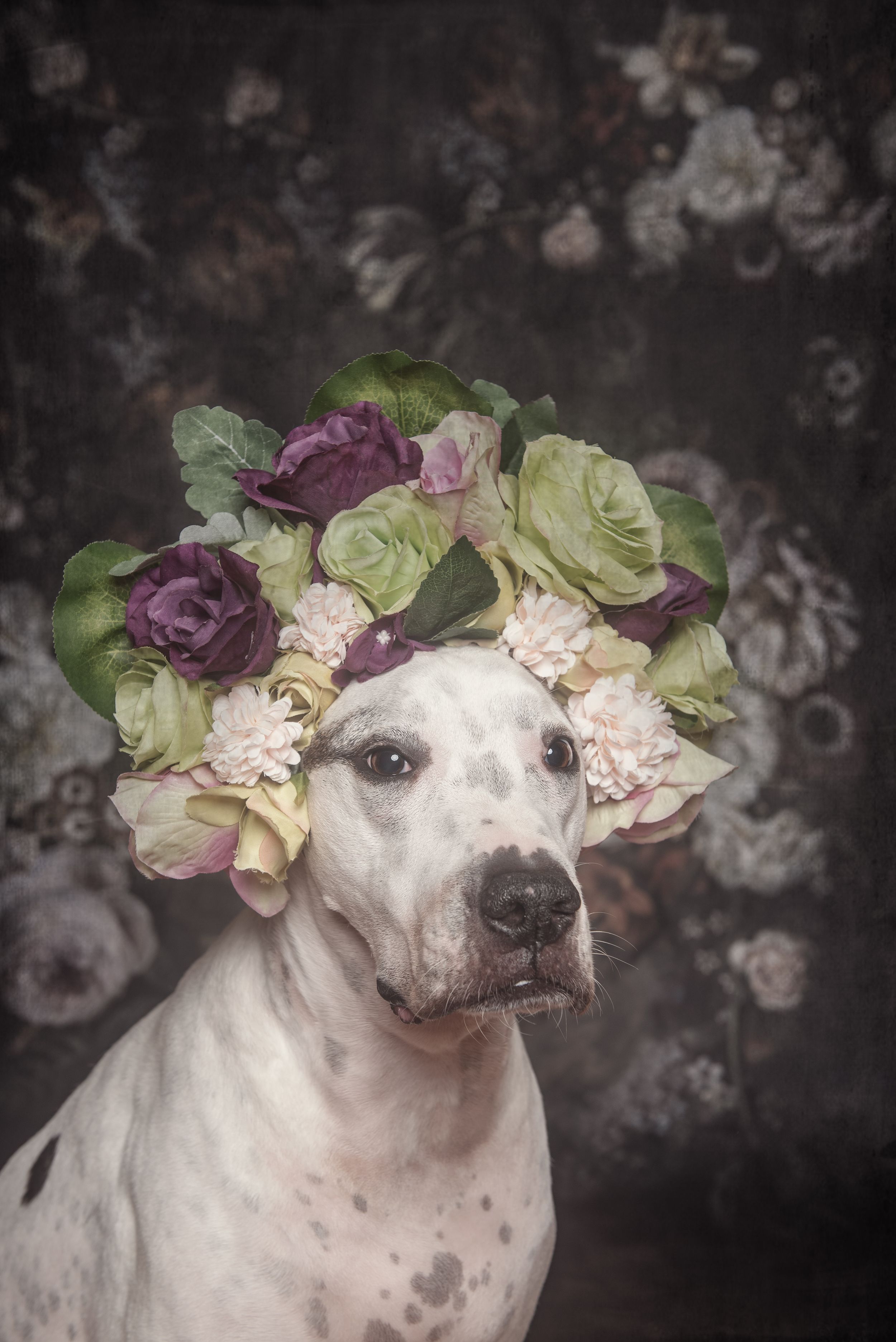 White dog adorned with a crown of purple and green roses against a moody floral backdrop.