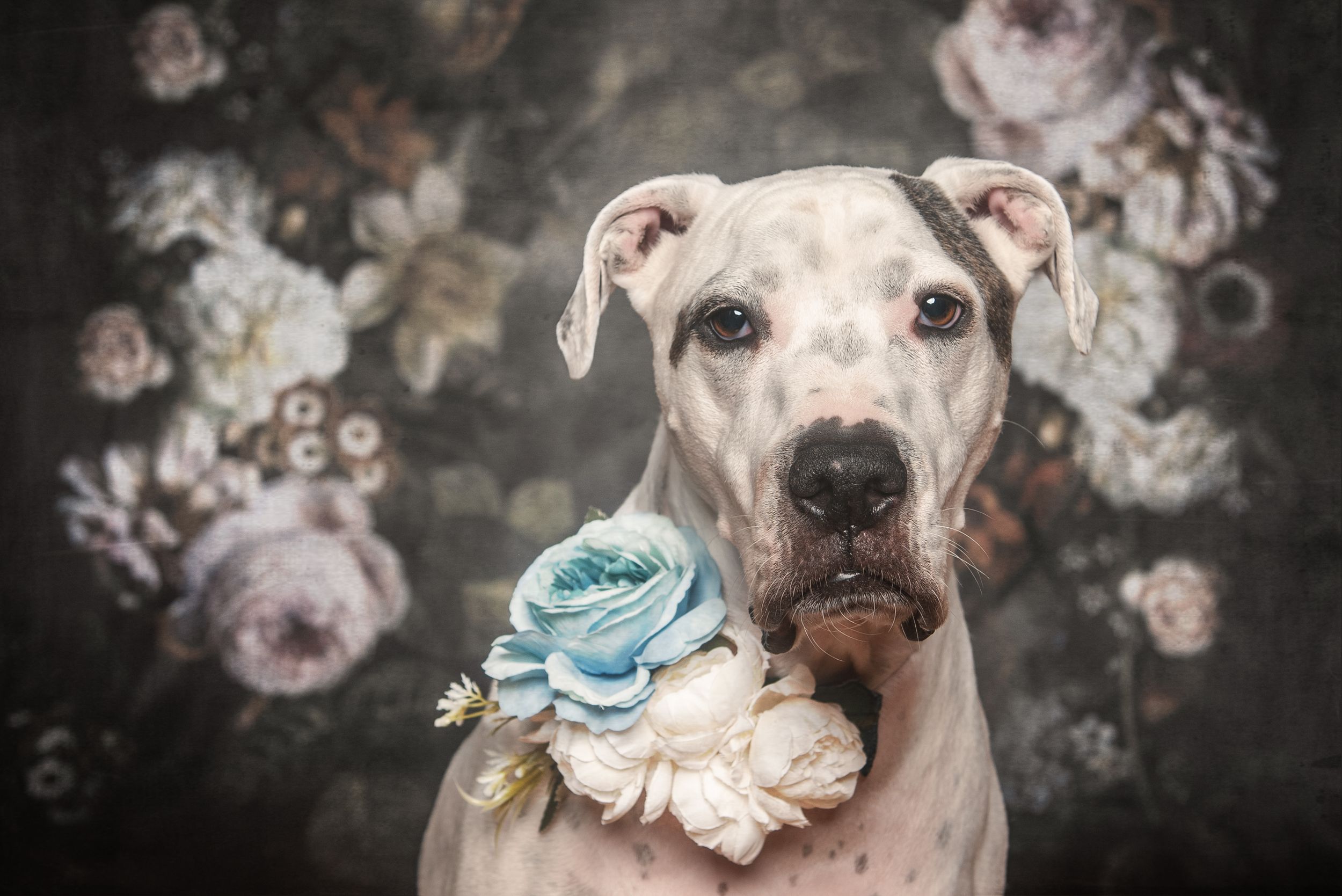 White dog wearing a blue and white floral collar against a dark floral background.