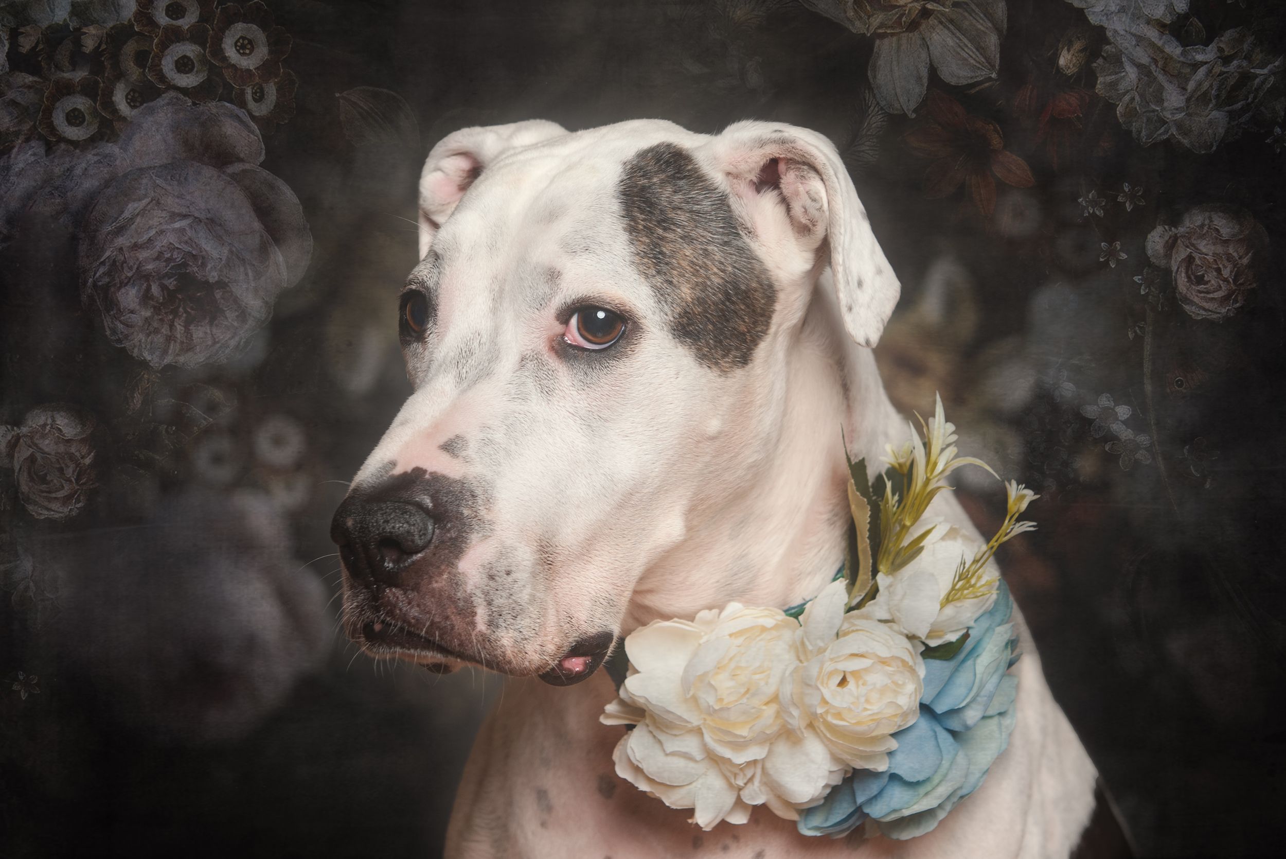 White dog with spotted face wearing delicate white and blue floral collar.
