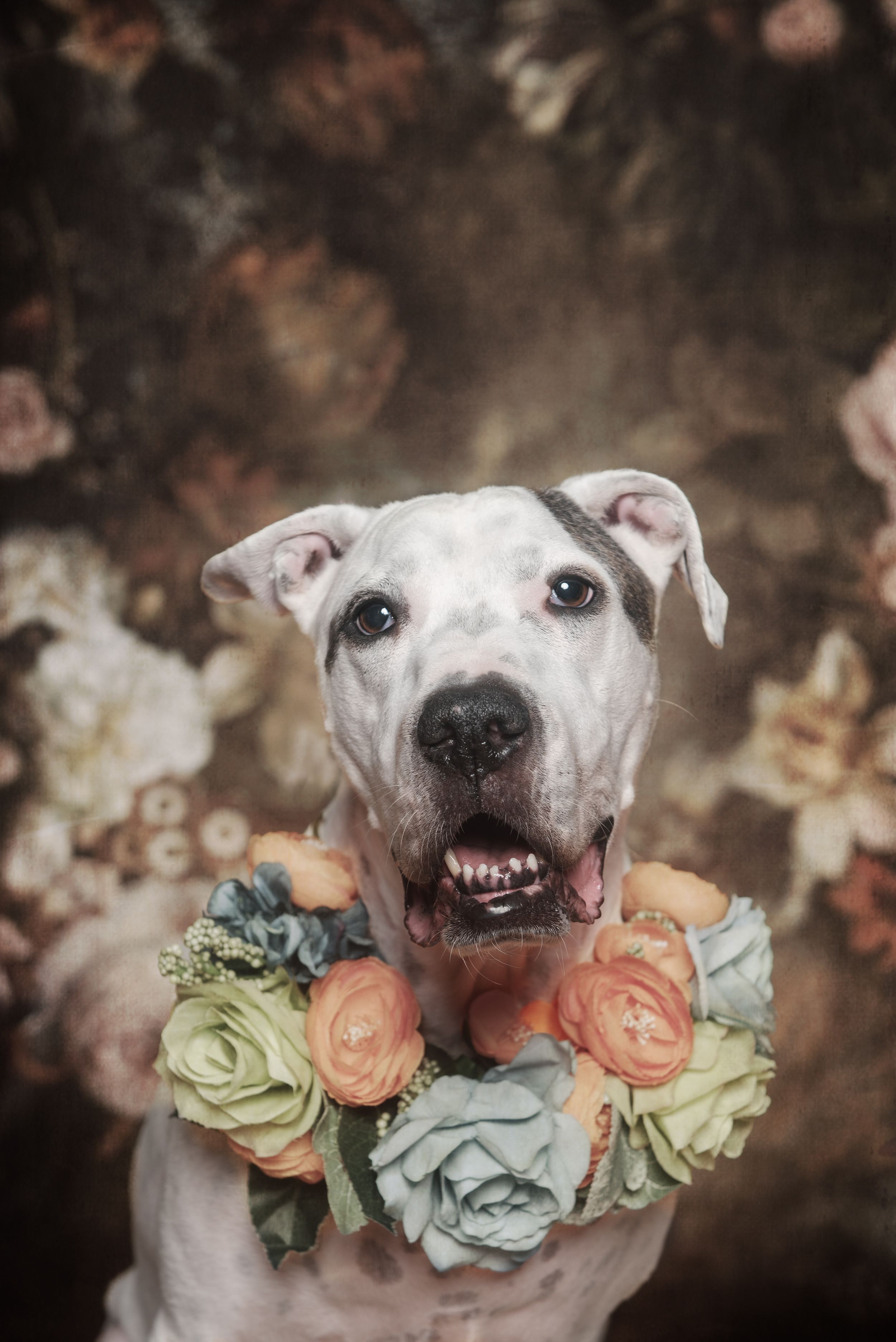 White dog wearing pastel rose collar smiling at camera against dark floral background.