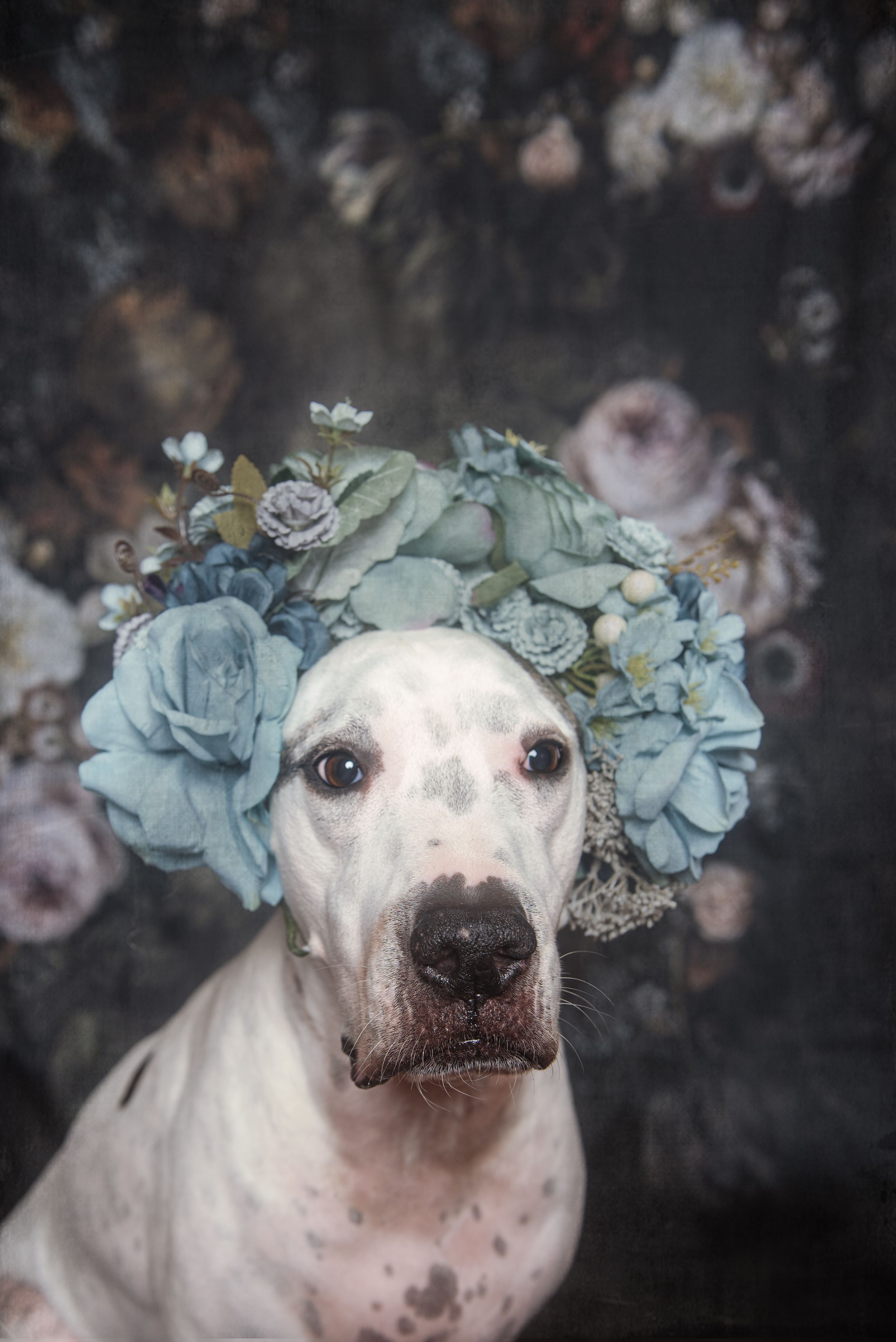 White dog wearing a blue floral crown poses against dark vintage floral backdrop.