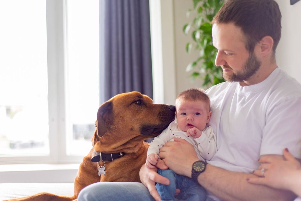 A brown dog sits attentively next to someone holding an infant in a sunny living room setting.