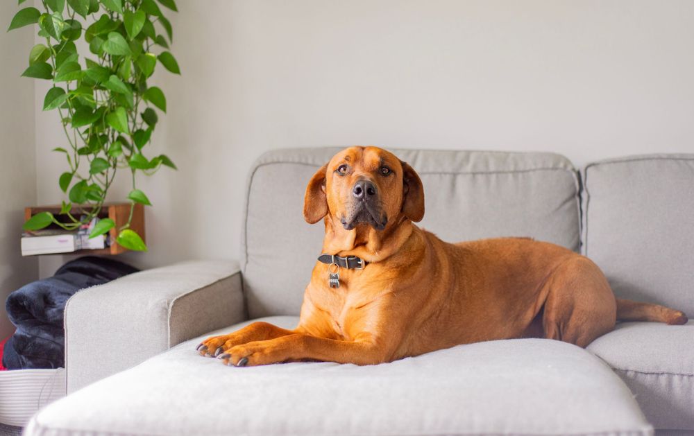 A Rhodesian Ridgeback dog lounges comfortably on a gray couch next to a green houseplant.