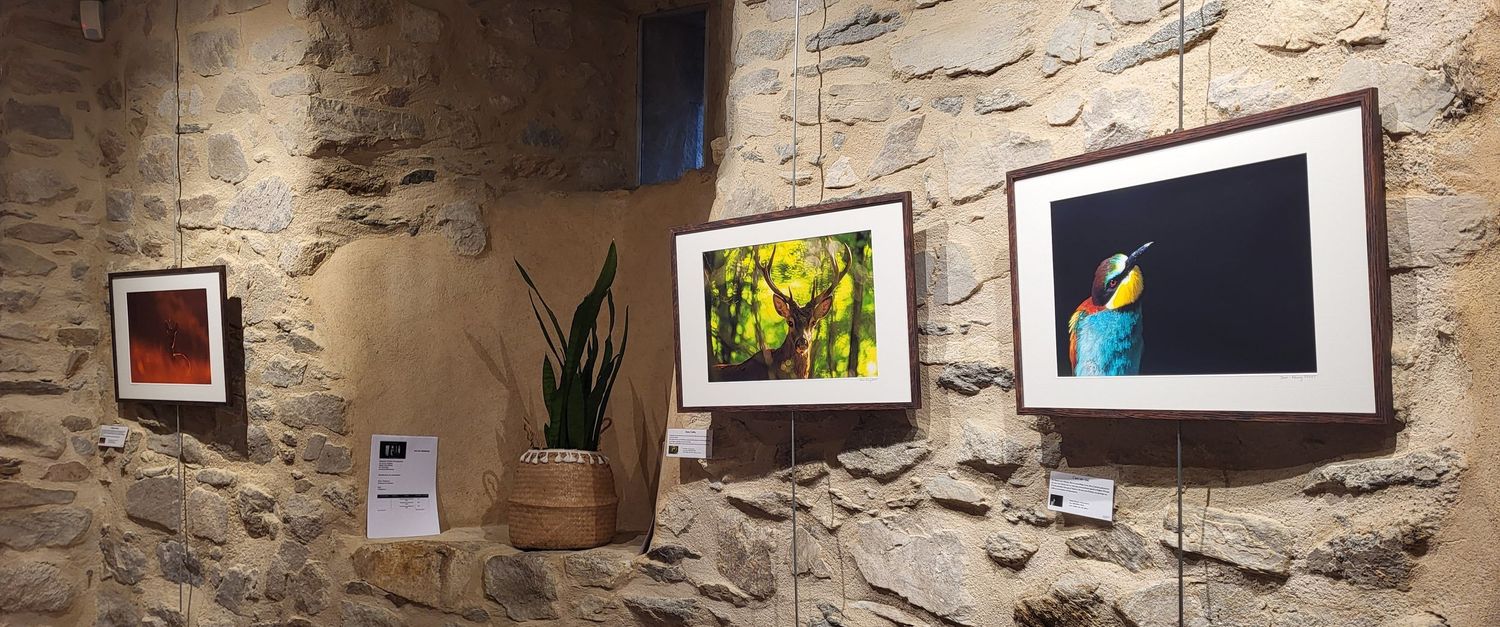 Nature photography exhibition displayed on rustic stone walls with framed prints and lighting.