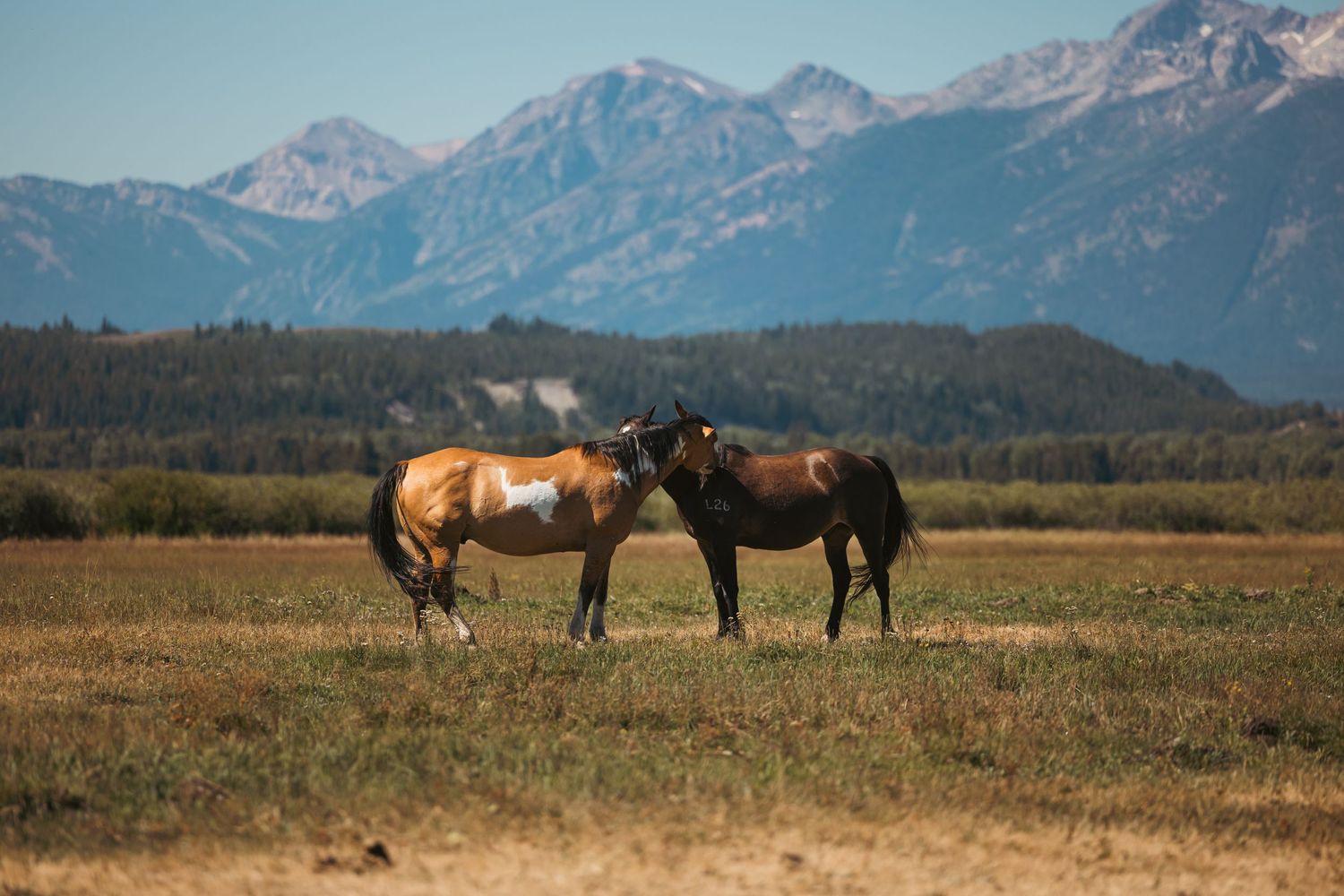 Two horses standing together in an open field with majestic snow-capped mountains in the background.