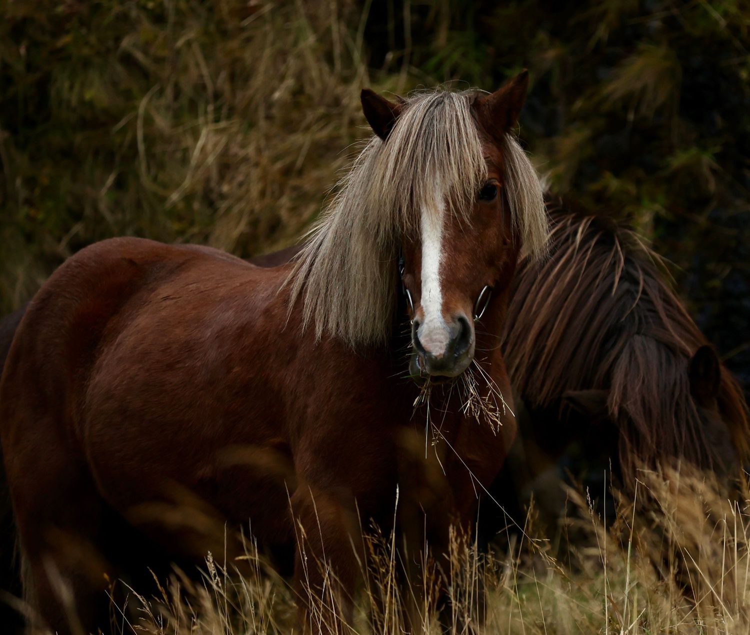 Icelandic horse dining on tall grass in Iceland