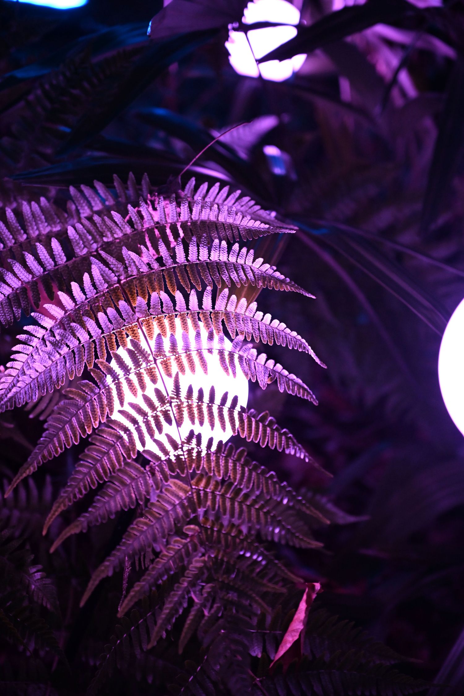 Purple illuminated fern leaves create a mystical atmosphere with glowing orbs in the background.