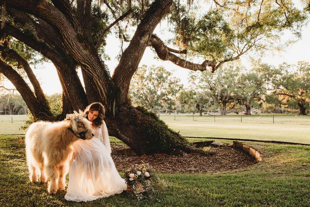 Golden hour wedding portraits at The Colonial on Sunset Florida