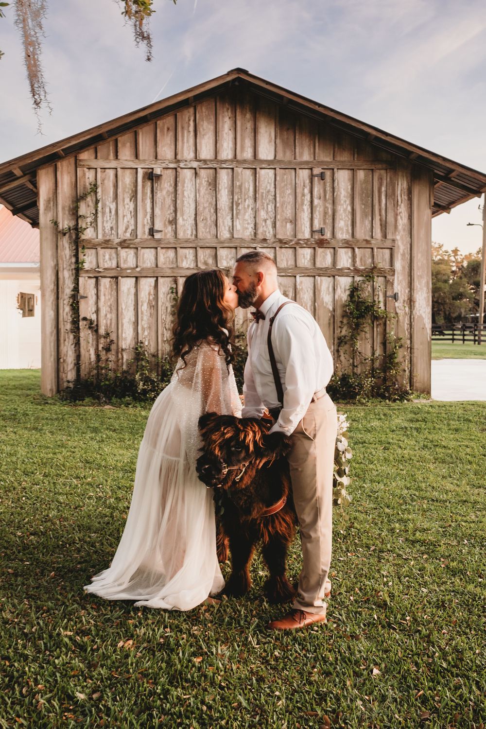 Highland cow wedding photos at The Colonial on Sunset in Florida