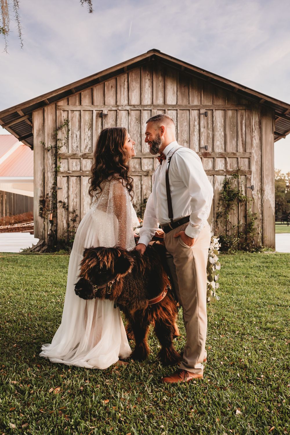 Bride and groom with Highland cows during golden hour in Florida