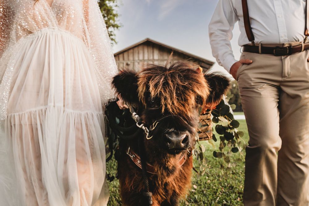 Highland cow wedding photos at The Colonial on Sunset in Florida
