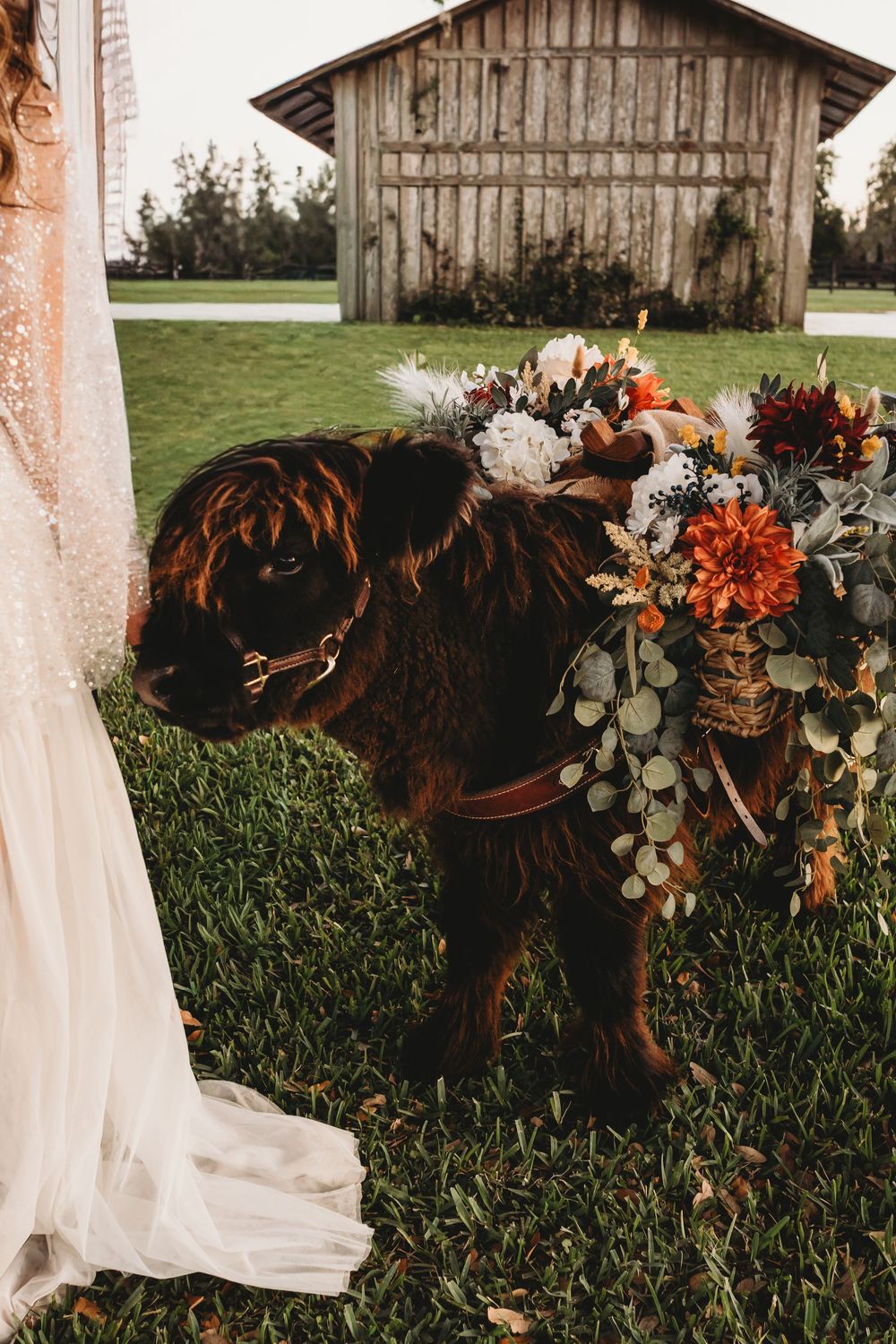 Close-up of floral basket and wedding details with Highland cows