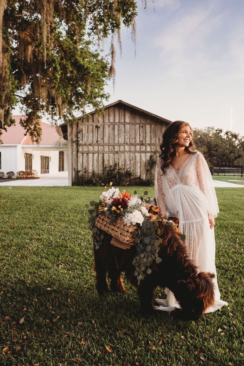 Bride with Highland cows during golden hour in Florida