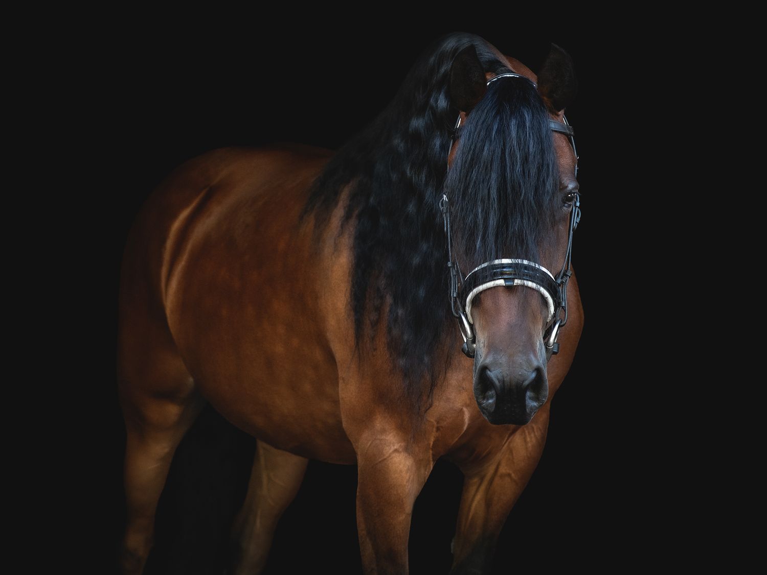 Dark bay horse with bridle photographed against black background in dramatic lighting.