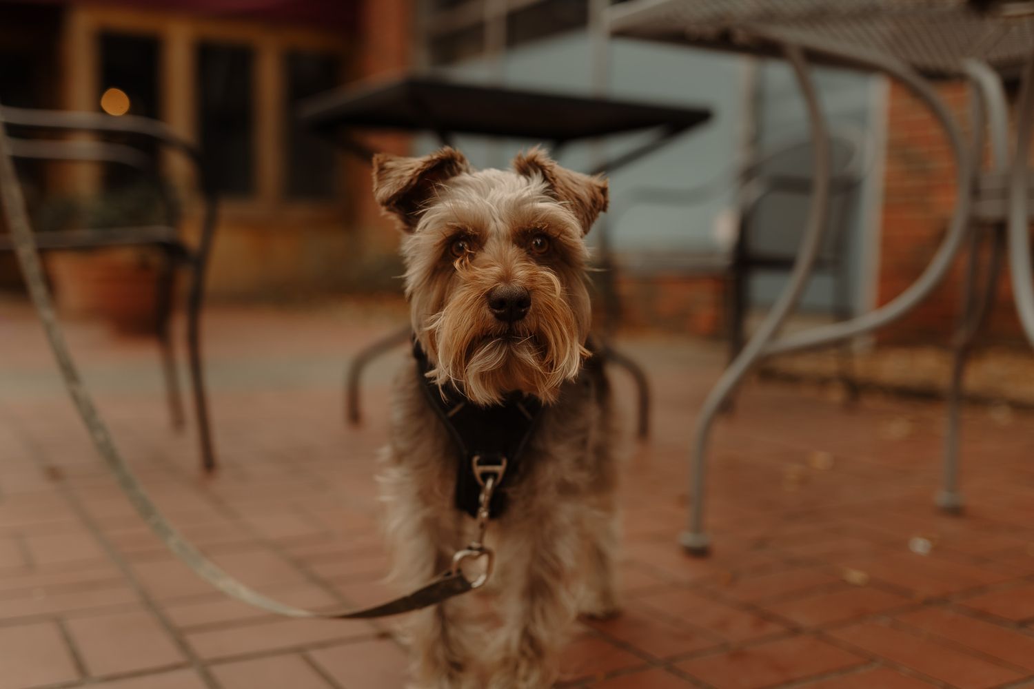 A Yorkshire Terrier dog with scruffy brown fur stands on a terracotta tiled patio near outdoor furniture.
