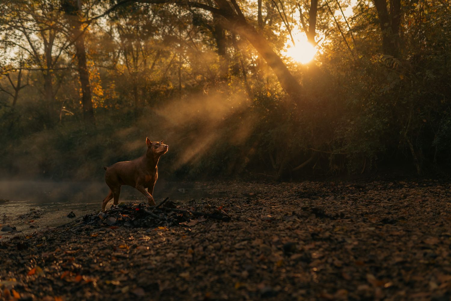 A dog runs through a misty forest at sunset with golden sunbeams streaming through the trees.