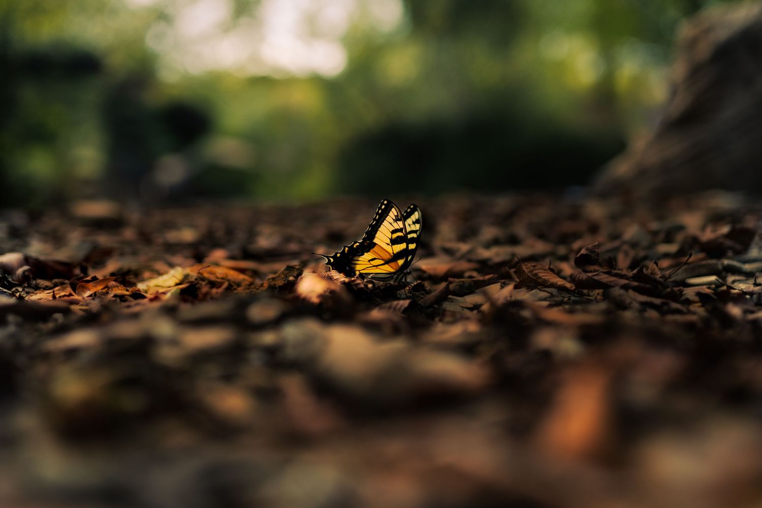 A yellow swallowtail butterfly perches delicately on dark brown soil in a garden setting.