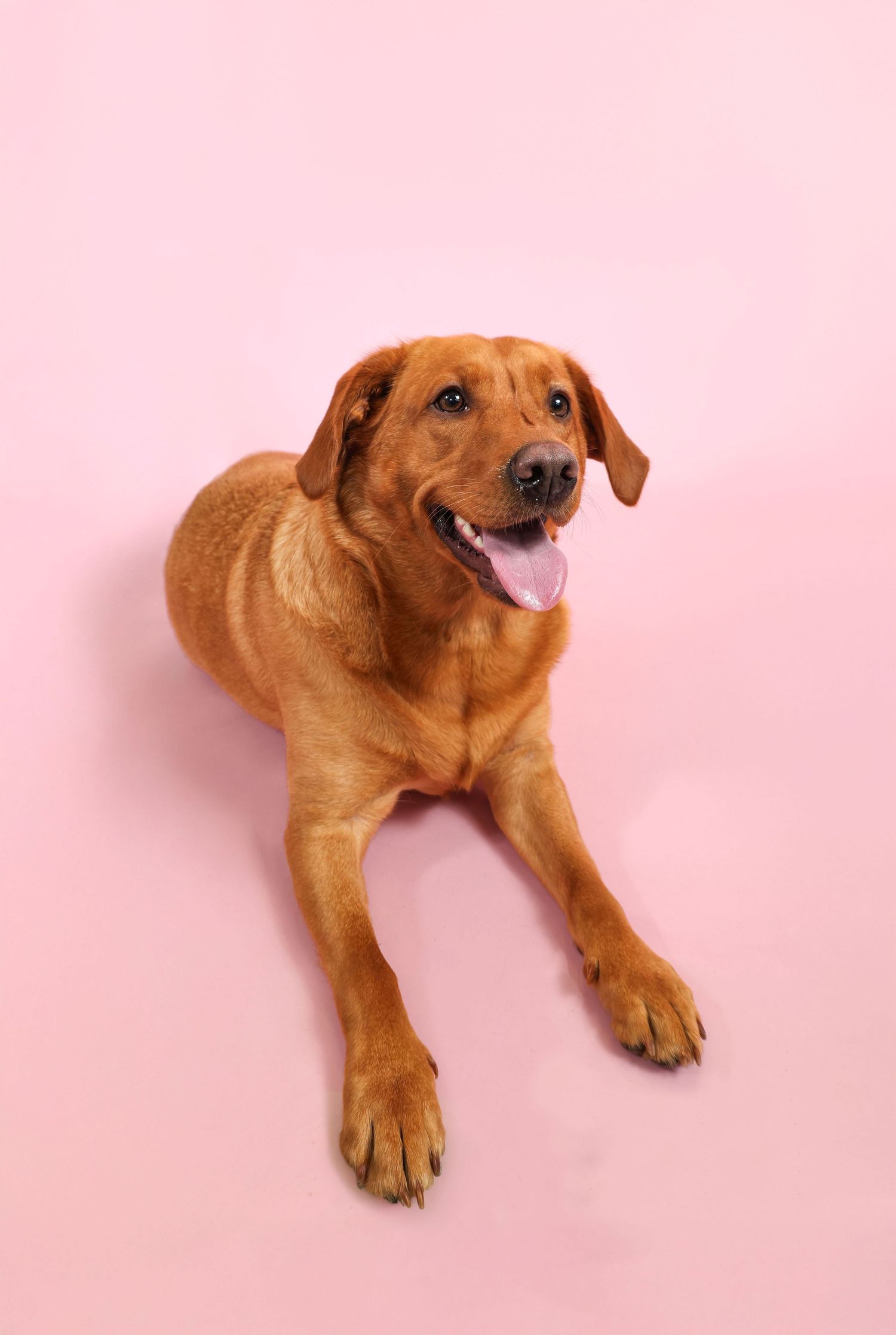 A brown dog lying down on a pink background with tongue sticking out in a playful pose.