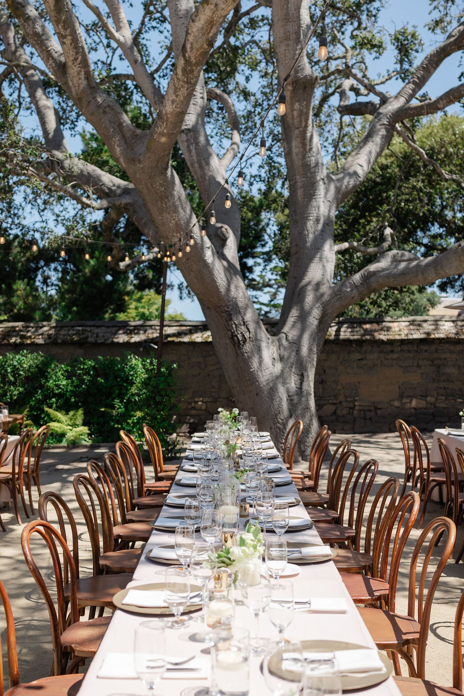 Long outdoor dining tables set under majestic sycamore trees with elegant place settings for a rustic garden party.