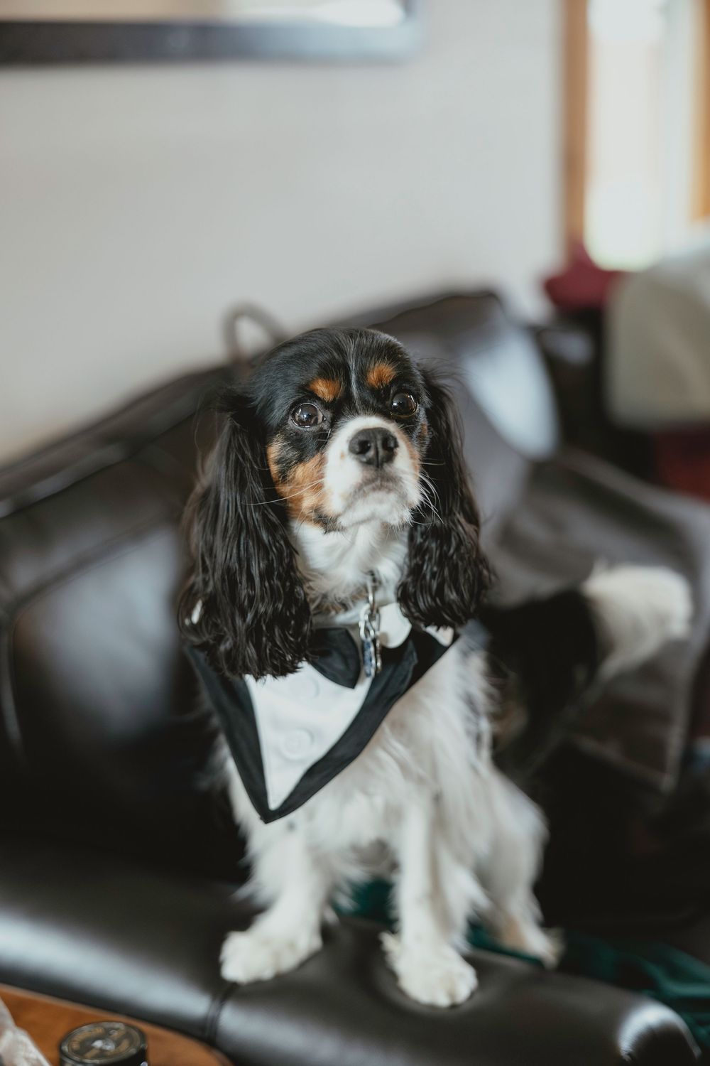 Cavalier King Charles Spaniel dog with black and white fur wearing a harness sitting on leather furniture.