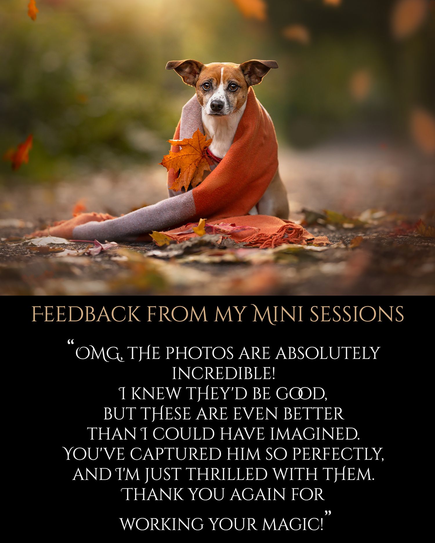A Jack Russell terrier dog lies on fallen autumn leaves in a series of artistic outdoor portrait photographs.
