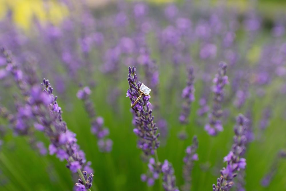 A white butterfly rests on blooming purple lavender flowers in a lush green field.