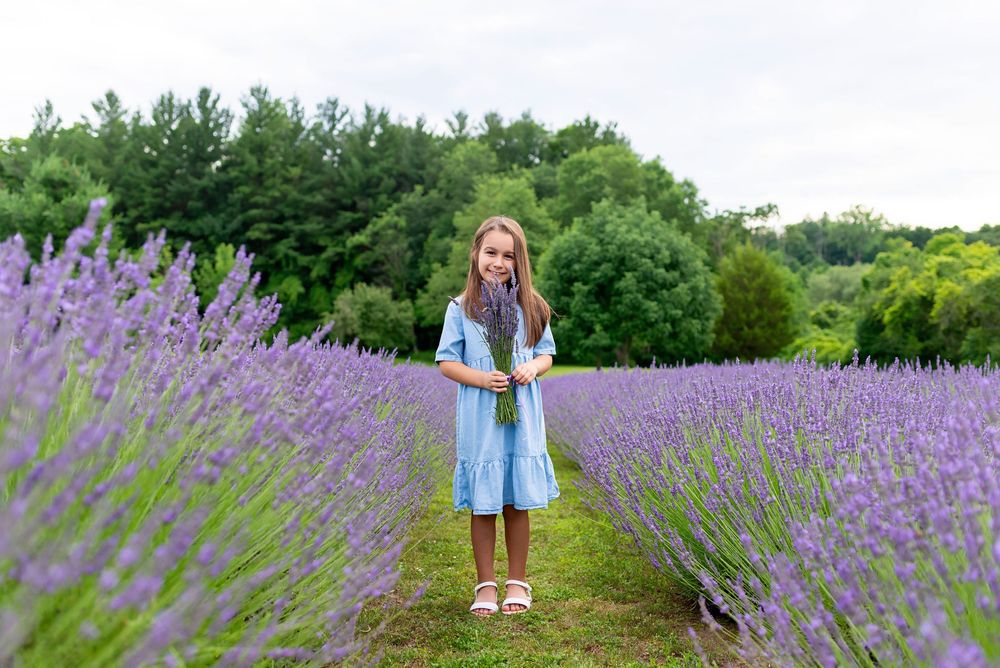 Young girl in blue dress holding lavender bouquet in purple lavender field with green trees background.