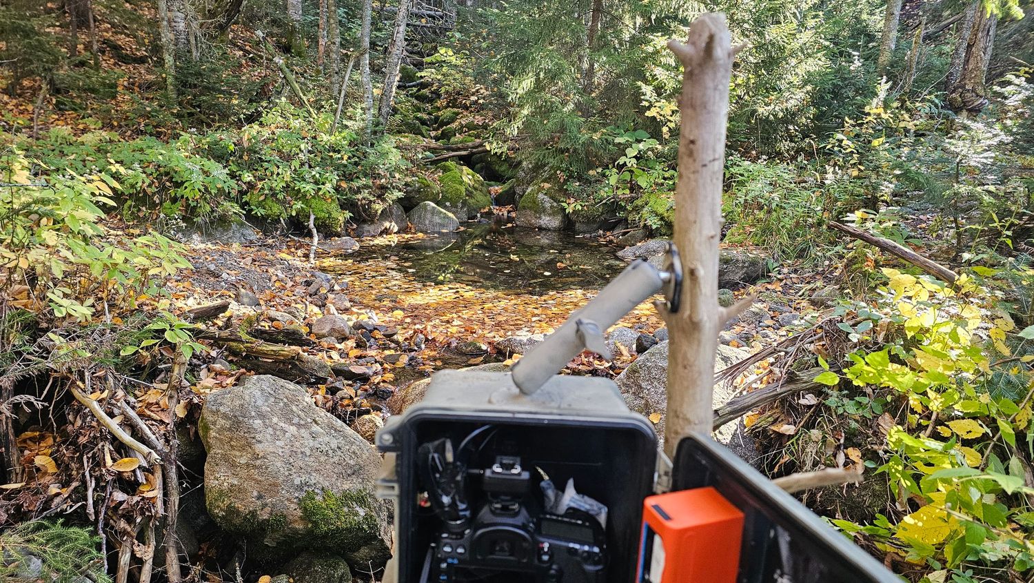 DSLR Camera trap over a stream crossing in Maine