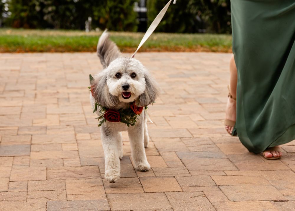 A fluffy gray dog wearing a floral collar walks on a brick path, held on a leash by a person in a green dress.
