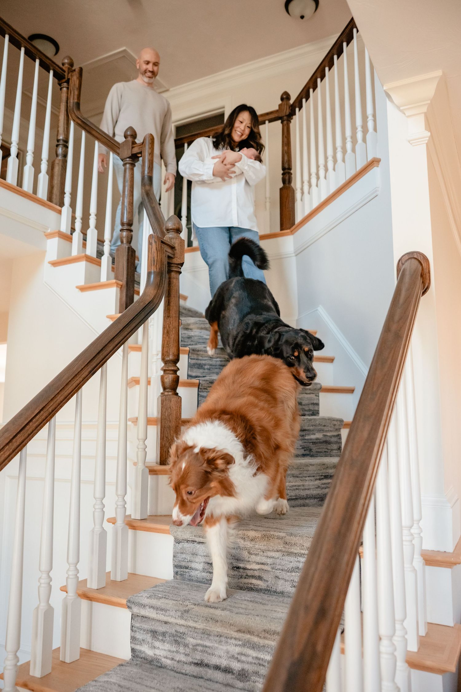 Family with newborn baby and two dogs walking down elegant staircase in bright home.