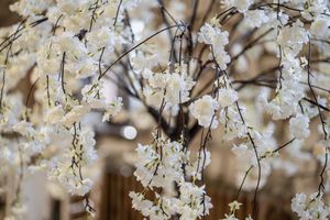 White cherry blossoms bloom against a soft blurred background creating a dreamy spring atmosphere.