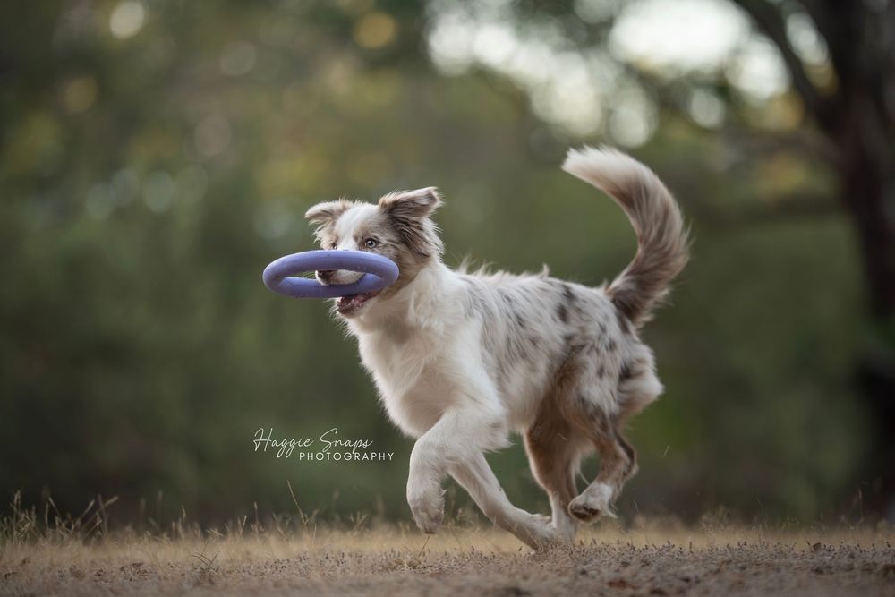 A border collie dog runs outdoors carrying a purple frisbee in its mouth on a dirt path with blurred green trees behind.