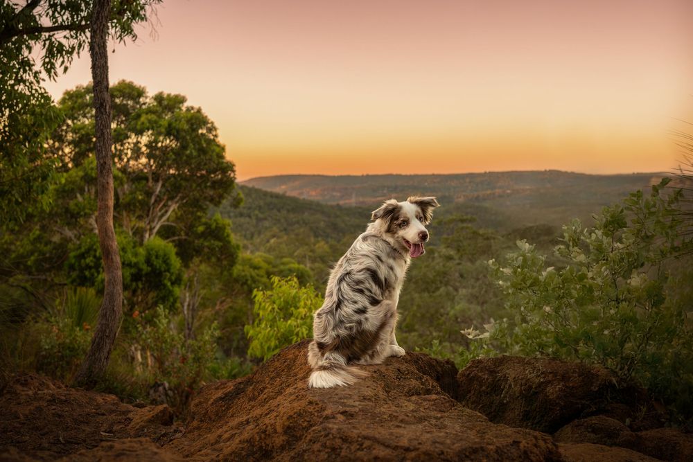 An Australian Shepherd dog sits on a rocky hilltop overlooking a lush green valley at sunset.