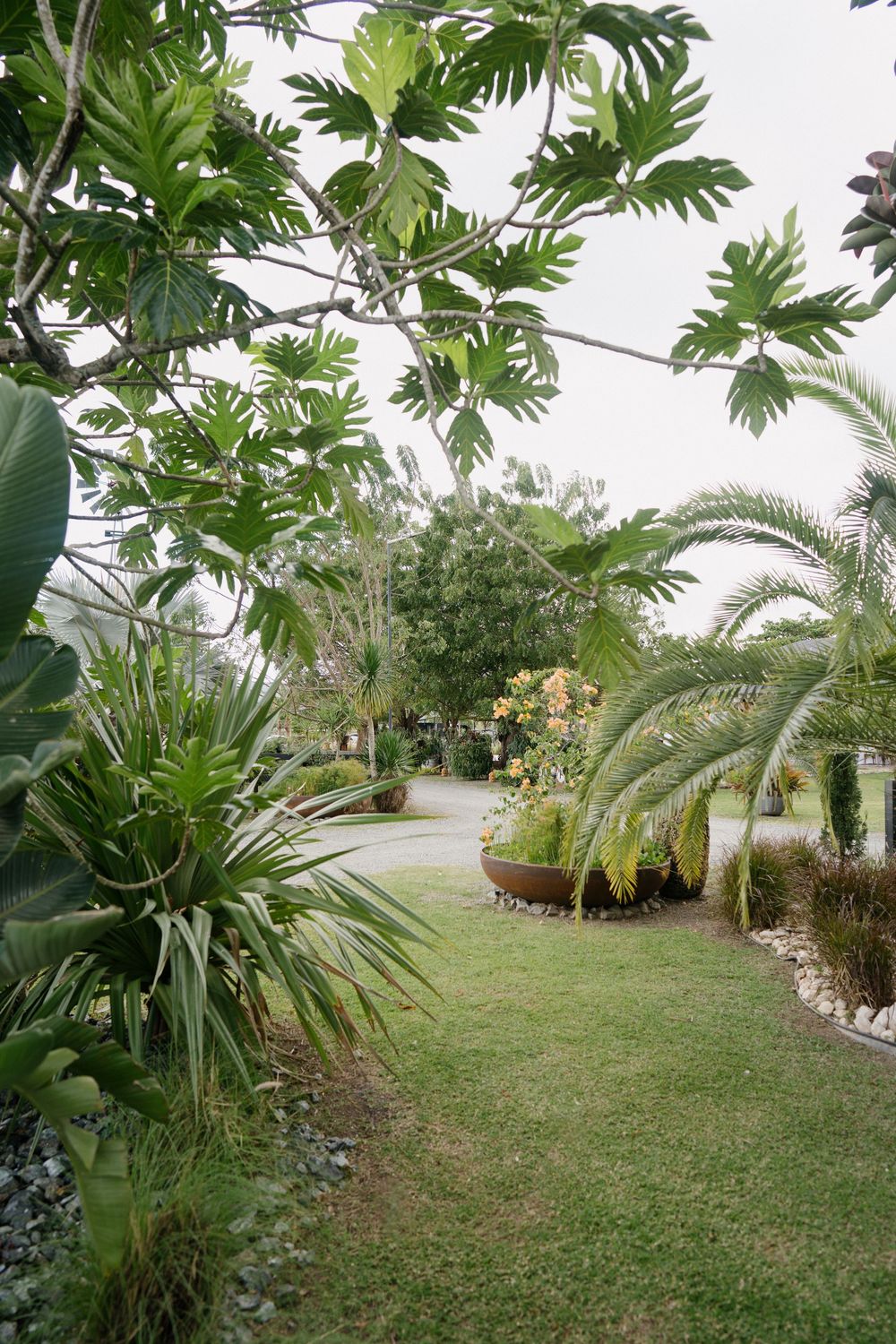 Tropical garden landscape with palm trees and lush greenery bordering a well-maintained lawn area.