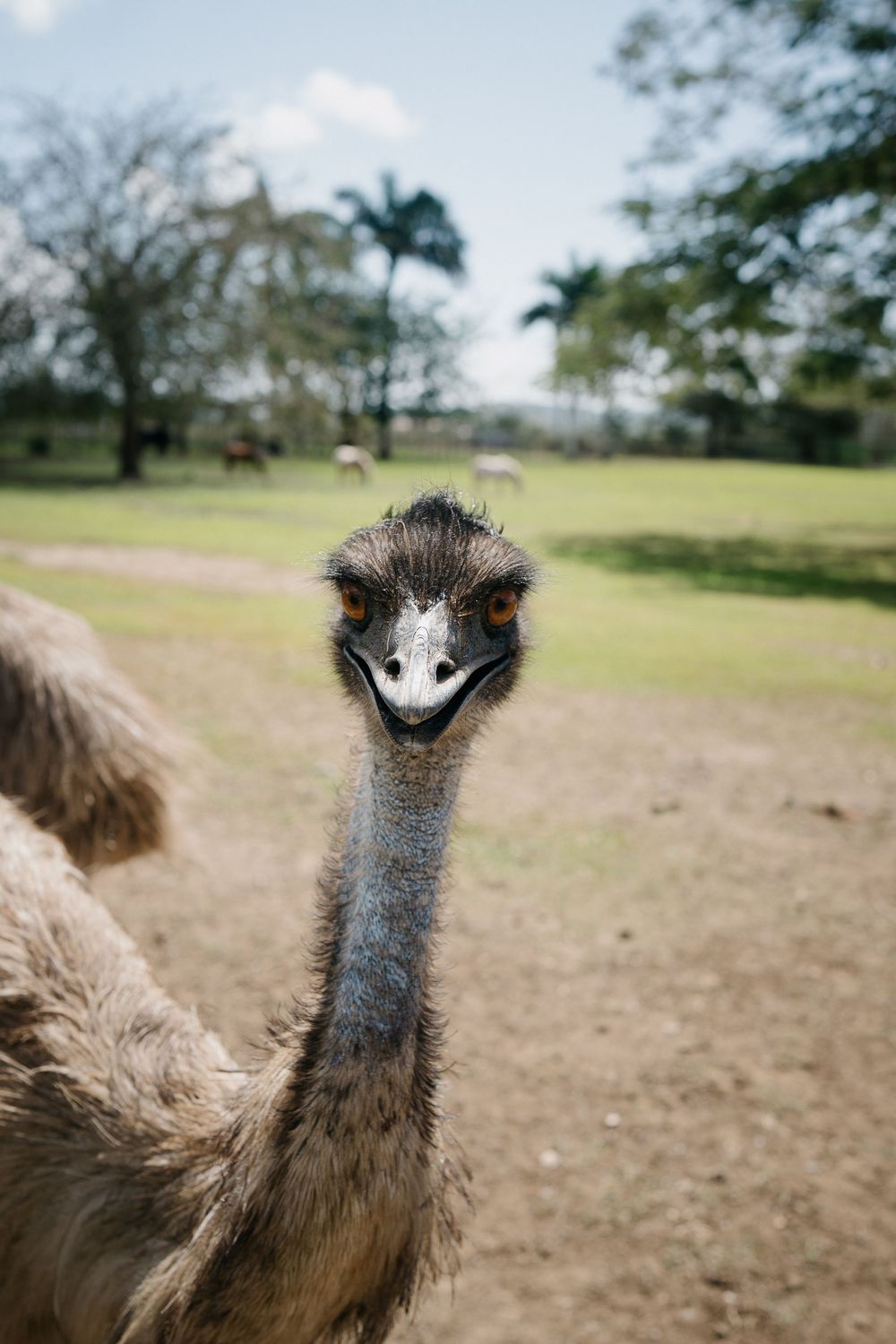 A series of close-up shots showing curious emus looking at the camera with their distinctive feathers and beaks.